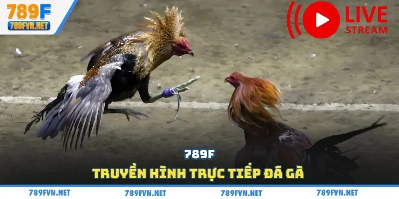da-ga-789f-truyen-hinh-truc-tiep