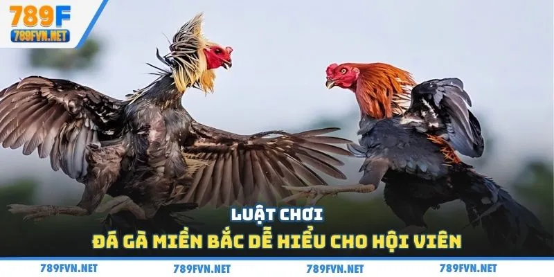 luat-choi-da-ga-mien-bac-quy-trinh-can-ga